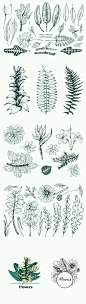 草本植物手绘线稿绿色天然素描健康中草药AI矢量设计素材