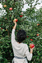 Back view of woman collecting apples from tree in the garden. Download this high-resolution stock photo by Duet Postscriptum from Stocksy United.