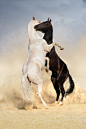 Horse playing in desert sand : Two achal-teke horses fight on desert dust