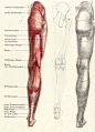 láb izmai ✤ || CHARACTER DESIGN REFERENCES | キャラクターデザイン • Find more at https://www.facebook.com/CharacterDesignReferences if you're looking for: #lineart #art #character #design #animation #draw #tibia #reference #anatomy #fibula #artist #pose #gestures #