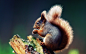 General 1920x1200 animals squirrel