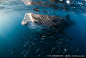 Photograph Whale shark by Felipe Barrio on 500px