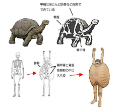 那你给我起个名采集到动物形体