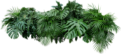 眉间心上_采集到植物