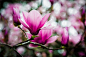 Photograph Tulip Tree by Steven Blackmon on 500px