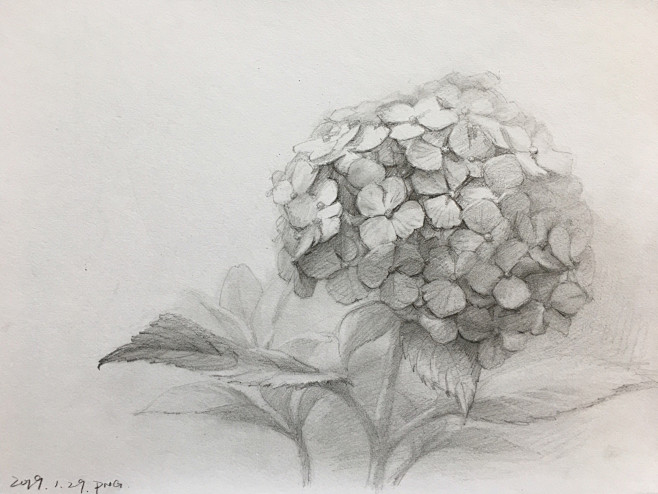 素描绣球花ppng