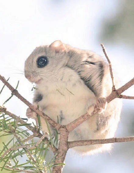 【 自然界的小精灵 · 飞鼠 】