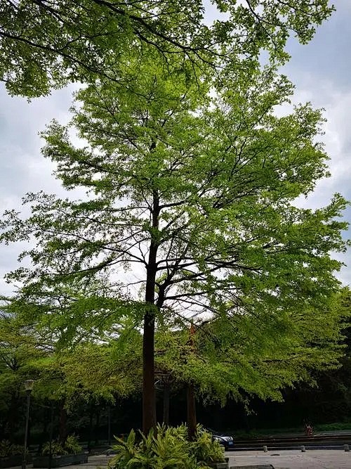 小叶揽仁03