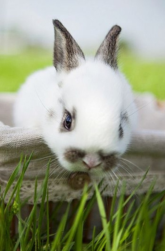Sweet Bunny | Cutest...