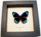 Eunica Alcmena Flora | Real Butterfly Gifts Framed Butterflies and Insect Displays