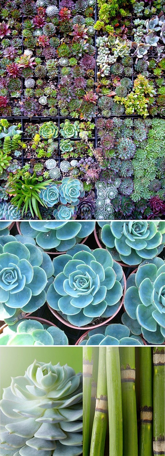 Succulent