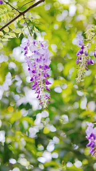 flower--you‘re beautiful