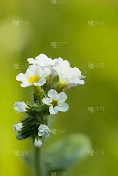 图纳福提亚的白色花朵，士兵灌木