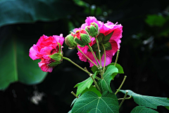 〆流年亦夢╮采集到花卉•芙蓉花