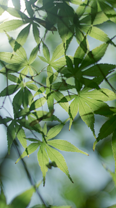 亦意的夏天采集到花花草草