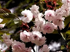 樱花，蔷薇科李属
 
学名：Prunus serrulata
识别要点：落叶乔木。高约5-25米。树皮暗栗褐色，光滑而有光泽，具横纹。小枝无毛。叶卵形至卵状椭圆形，边缘具芒半成熟齿，两面无毛。花期3月-5月。棱果球形，黑色，7月果熟。
生态习性：喜阳光，喜欢温暖湿润的气候环境，对土壤的要求不严，以深厚肥沃的砂质土壤生长最好，根系浅，对烟尘、有害气体及海潮风的抵抗力均较弱。不耐盐碱土。根系较浅，忌积水低洼地。有一定的耐寒和耐旱力，但对烟及风抗力弱。
园林用途：樱花色鲜艳亮丽，枝叶繁茂旺盛，是早春重要的观花树