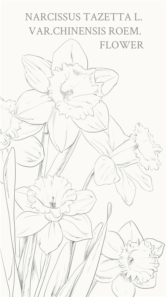 水仙：NARCISSUS TAZETTA...