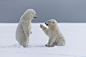 POLAR BEARS by cvasselin1973 on 500px