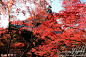 【京都の秋】红叶的永观堂——京都.永观堂, luna熊猫爱旅游攻略