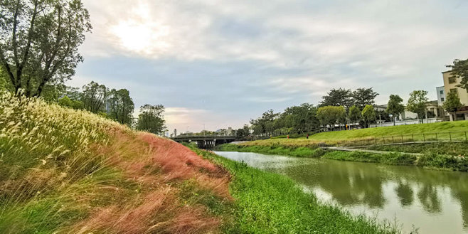 河流整治：深圳茅洲河碧道·光明段生态修复试点
