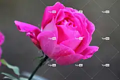 玫瑰 美丽的花朵 花 玫瑰绽放 花瓣 玫瑰花瓣 花壁纸 盛开