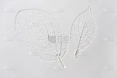 白色粉末上印着树叶的剪影