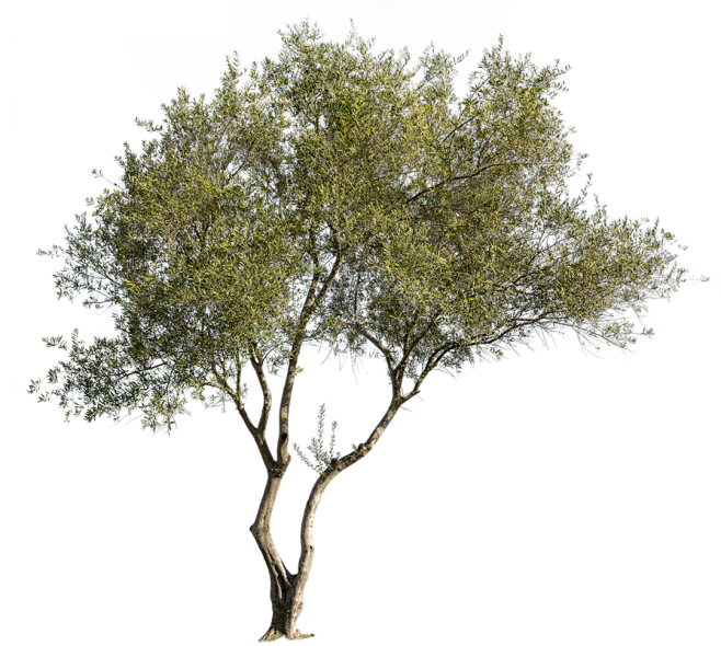 olive-tree-1080x