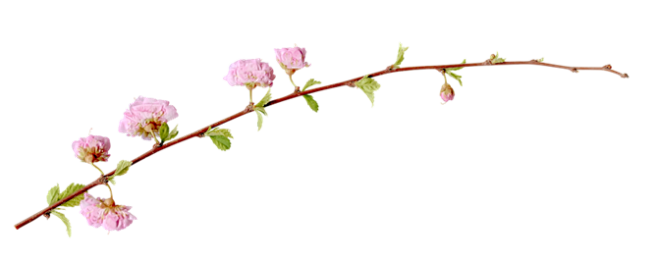 彼岸花和其他花卉 PNG素材 - 彼岸桃...