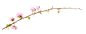 彼岸花和其他花卉 PNG素材 - 彼岸桃花 - .