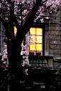 Spring Blossoms, Milan, Italy
photo via anne #美景#