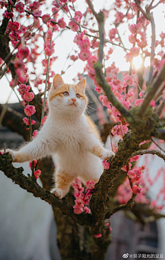 海报突击队001采集到猫生的萌