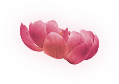 决冶采集到P-植物png