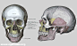 素材下载_建模必备的人体结构参考图-头部、嘴巴、耳朵、鼻子、眼睛肌肉与骨骼结构 - #素描#