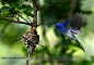 黑枕王鹟Hypothymis azurea
with flying colours!! by Rohan Joshi on 500px