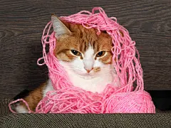 点击来源直接获取大图文件 |头戴粉色缠线的迷人猫咪。猫咪的有趣肖像