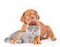 可爱的猫狗宠物高清图片 - 素材中国16素材网