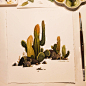 手绘，水彩，植物，仙人掌，来自插画师Iraville