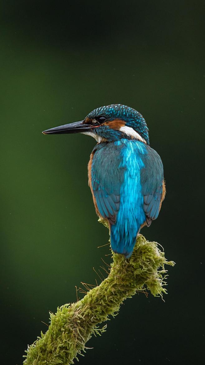描述普通翠鸟的长相是一件很麻烦的事情因为它的羽毛颜色非常花哨
