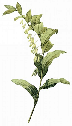tunesummer采集到植物