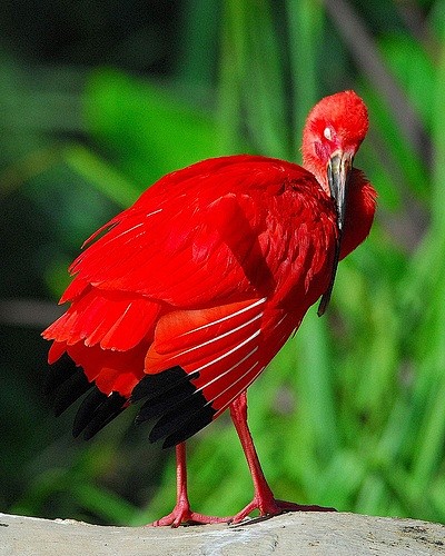 Scarlet Ibis