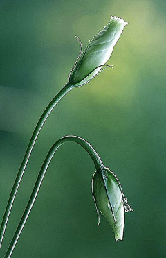 Zefg5_雨落轻尘采集到春暖花开