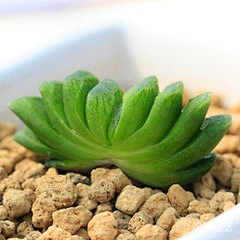 炸肉圆采集到一花一树，一草一林。