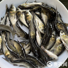 绿萝壹采集到鱼