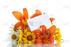 白色,黄色,雏菊,花束,甘菊花,贺卡,清新,背景分离,边框,橙色