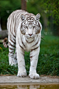 白虎,自然,垂直画幅,野生猫科动物,野生动物,动物耳朵,动物身体部位,野外动物,虎,哺乳纲