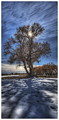 Apache Cottonwood - New Mexico 