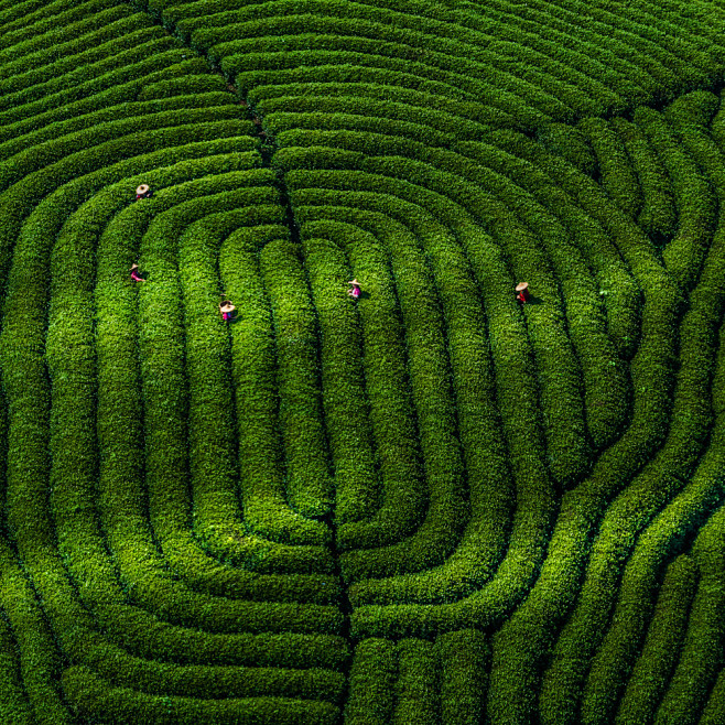 茶园
