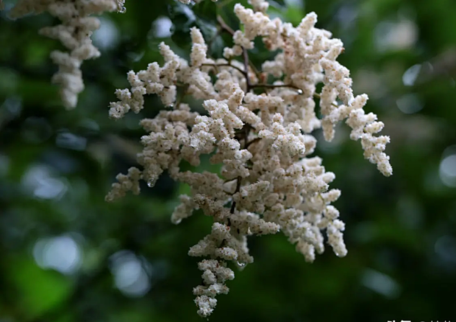 细花泡花树