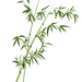 古风意境水墨竹子PNG