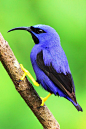 雀形目·裸鼻雀科·蓝旋蜜雀属：紫旋蜜雀